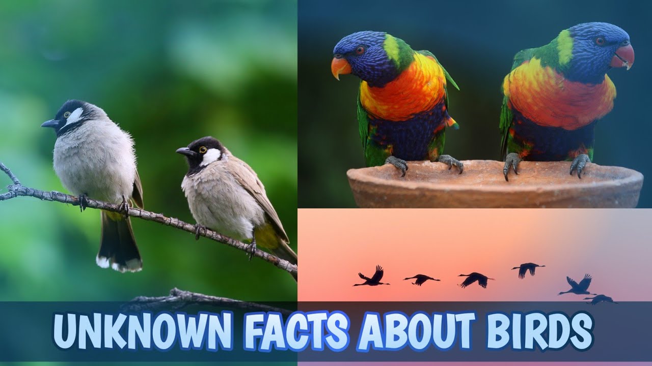 UNKNOWN FACTS ABOUT BIRDS IN HINDI | DID YOU KNOW THESE INTERESTING ...