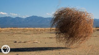 Why Do Tumbleweeds Tumble? | Deep Look