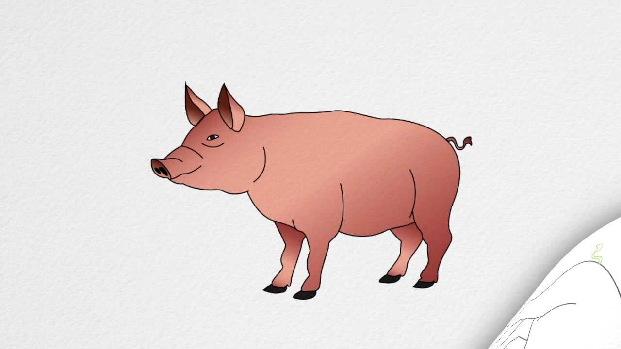 How To Draw A Pig Face Realistic