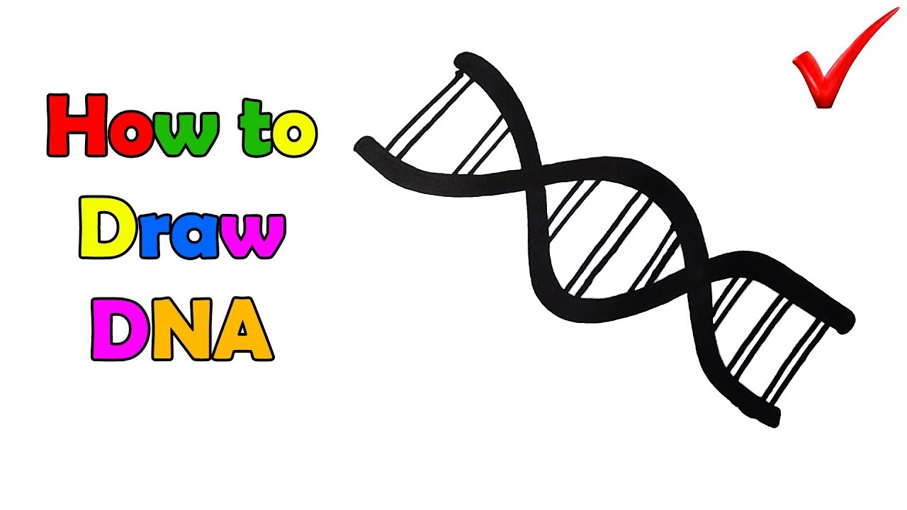 Dna Diagram For Kids