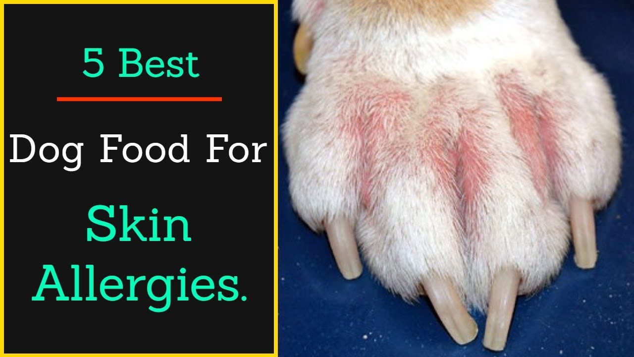 Say Goodbye to Skin Allergies in Your Dog with These Top 10 Foods ...