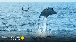 Giant Eagle Rays Launching Themselves into the Air  Epic Animal Migrations | Smithsonian Channel