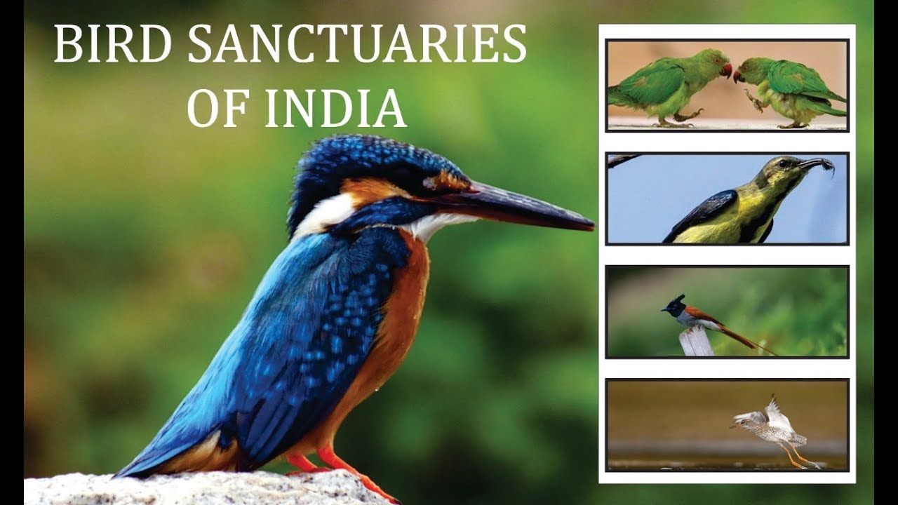 Top Most Famous Bird Sanctuaries in India | Bird Sanctuaries of India ...