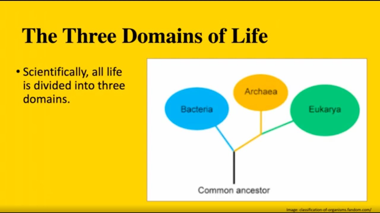 Archaea Bacteria Similarities Differences Video Lesso - vrogue.co