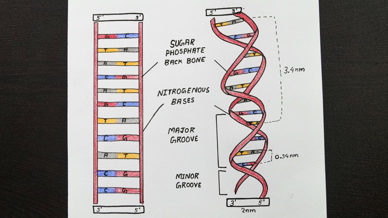 Labeled Dna Models Projects