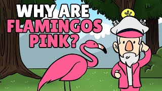 Why Are Flamingos Pink?