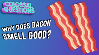 Why Does Bacon Smell So Good? | COLOSSAL QUESTIONS