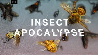 Is the insect apocalypse real?