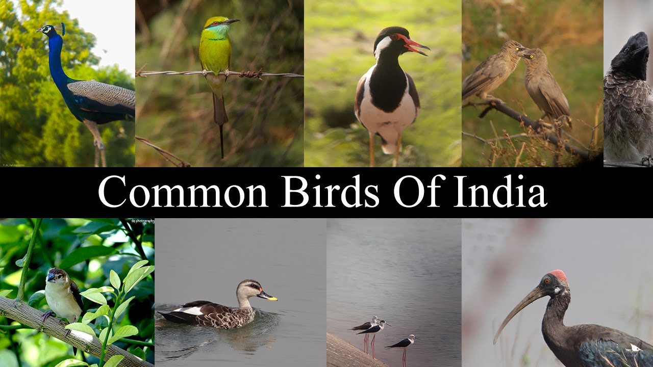 Common Birds Of India - YouTube