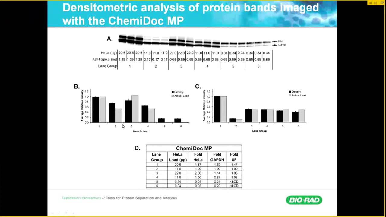 Western blot results - aholicvint