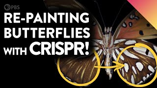 The Art of Gene-Editing Butterflies (Painting with CRISPR!)