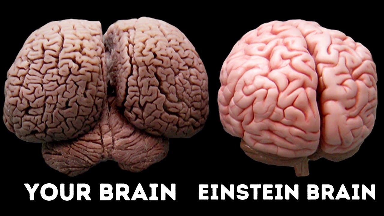 Albert Einstein Real Brain