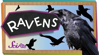 4 Things You Didn't Know About Ravens