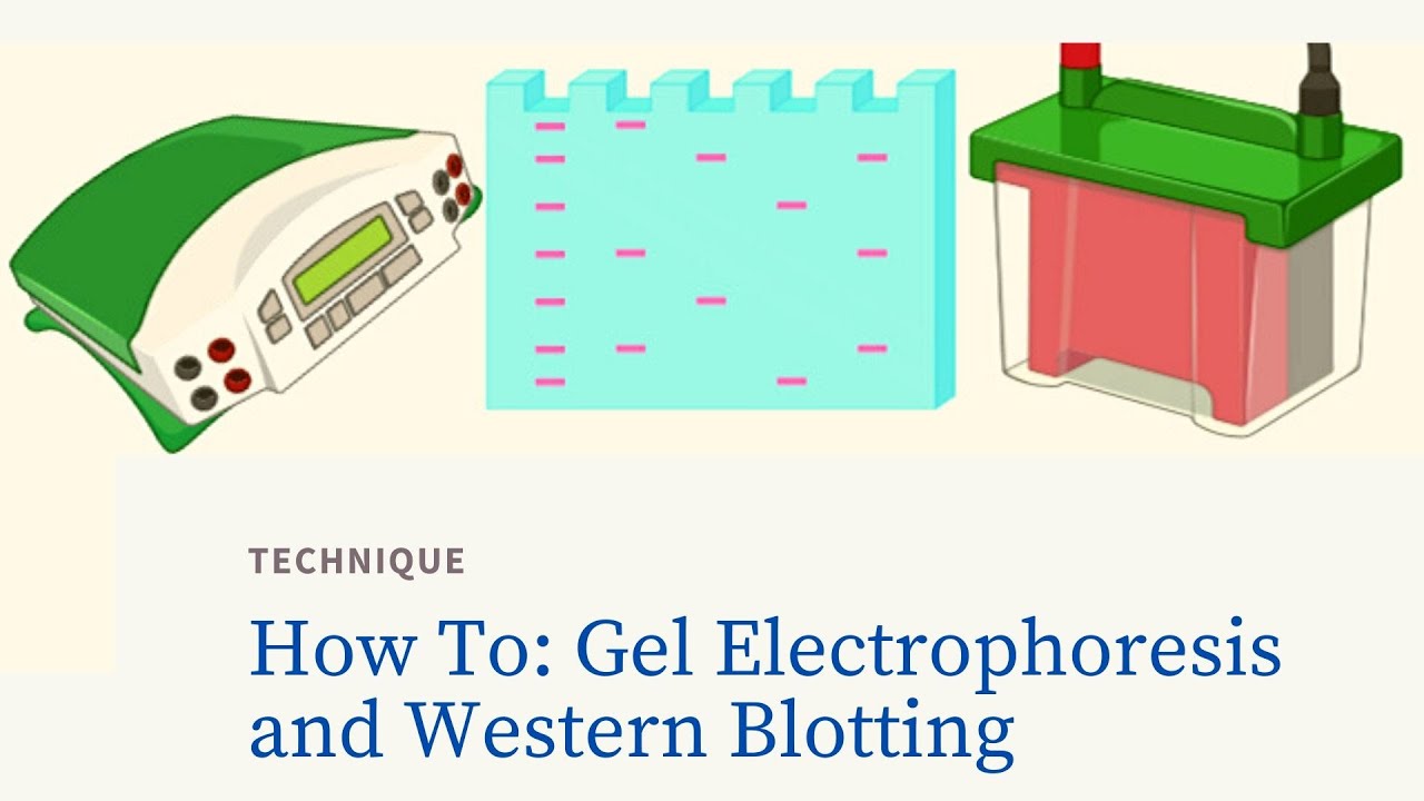 Western Blotting Electrophoresis Techniques Bio-Rad