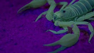 Ultraviolet Scorpion Captures Prey - Wonders Of Life W/ Prof Brian Cox - BBC