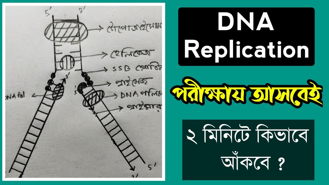 How To Draw DNA Replication Structure Easily । DNA Replication Drawing ...