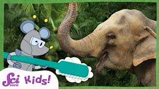 The Great Elephant Toothpaste Experiment! | Summer Experiments | SciShow Kids