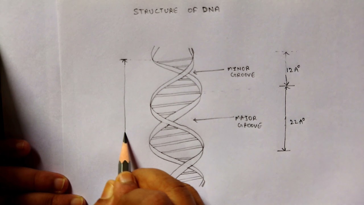 Fine Beautiful Tips About How To Draw Dna Structure - Welfareburn20