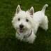 West Highland White Terrier