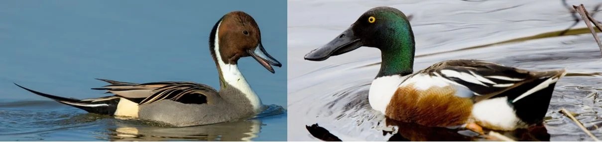 13+ Types Of Ducks Pictures