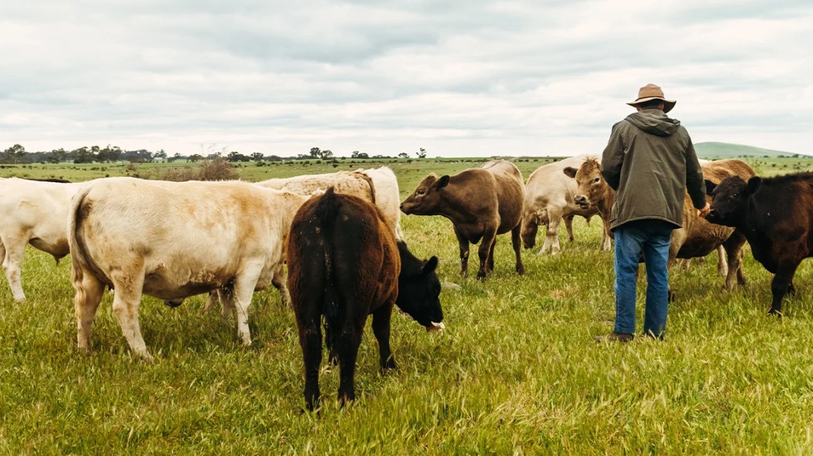 a farmer in a field with cows