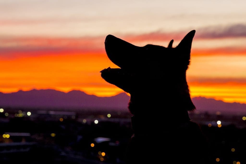 National K-9 Veterans Day | Photo Gallery