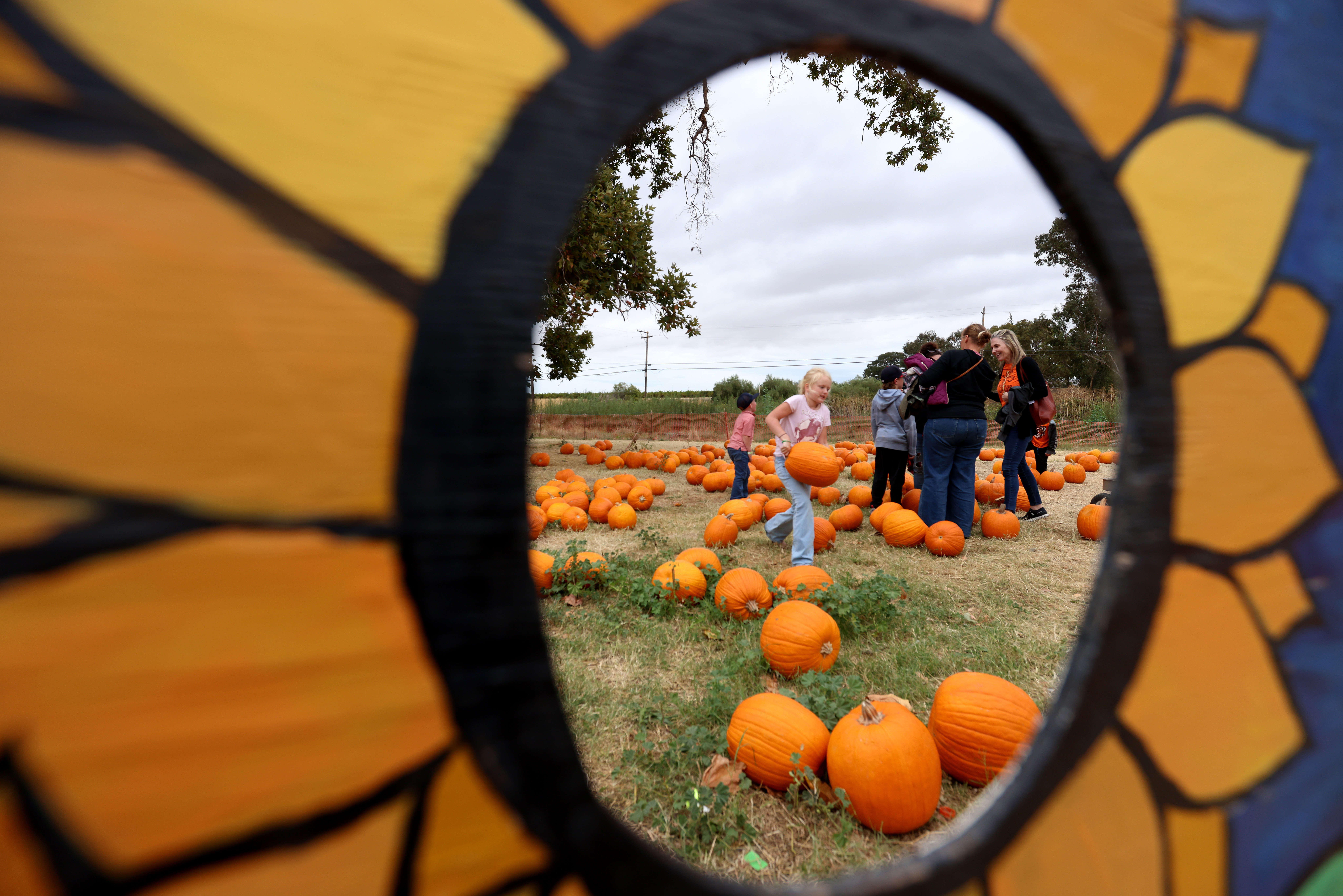 Visitors pick out their pumpkins at Joan's Farm & Pumpkin Patch in Livermore, Calif., on Wednesday, Oct. 25, 2023. (Jane Tyska/Bay Area News Group)