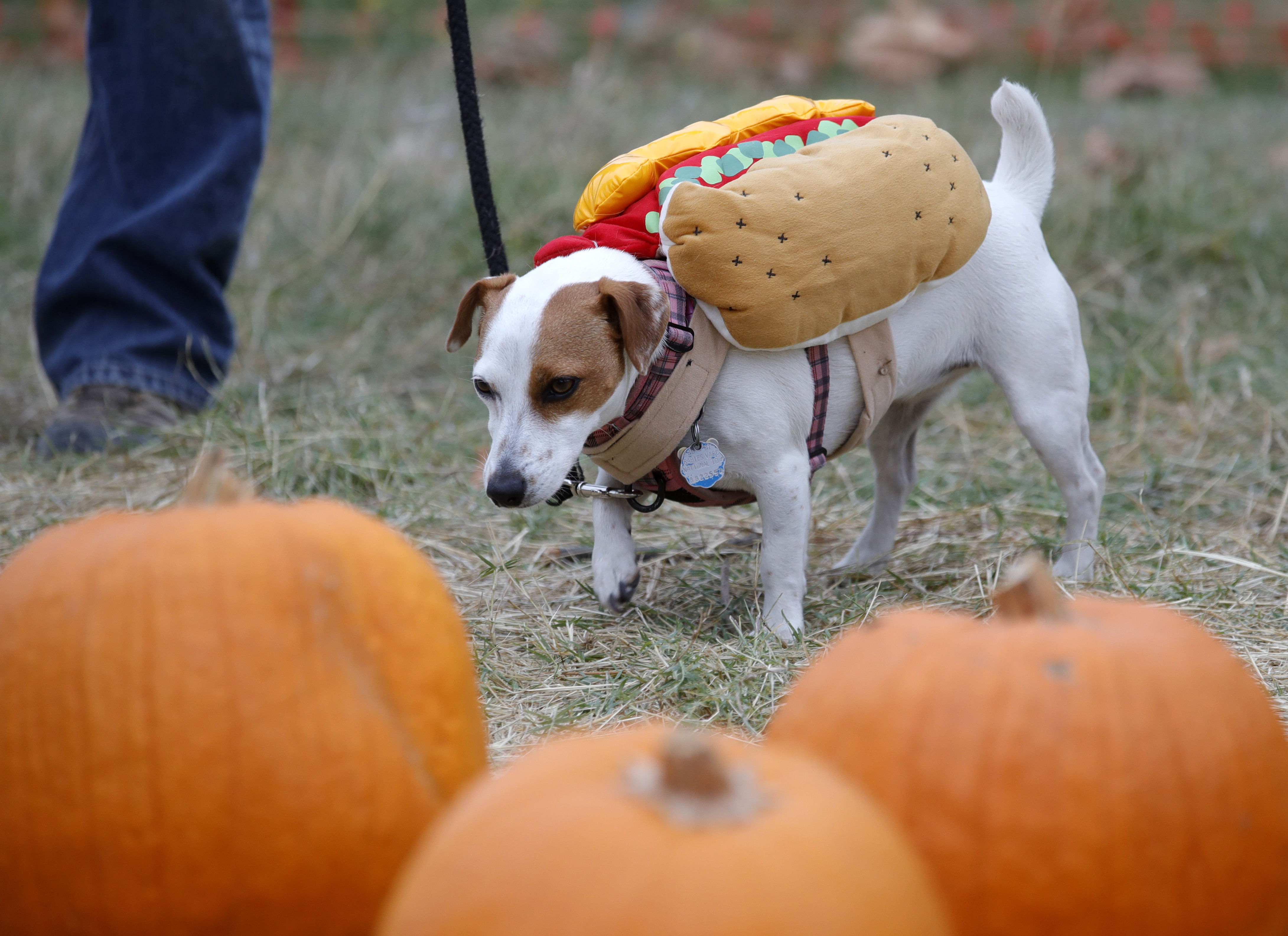 Lu, a three-year-old Jack Russell terrier, explores at Joan's Farm & Pumpkin Patch in Livermore, Calif., on Wednesday, Oct. 25, 2023. (Jane Tyska/Bay Area News Group)