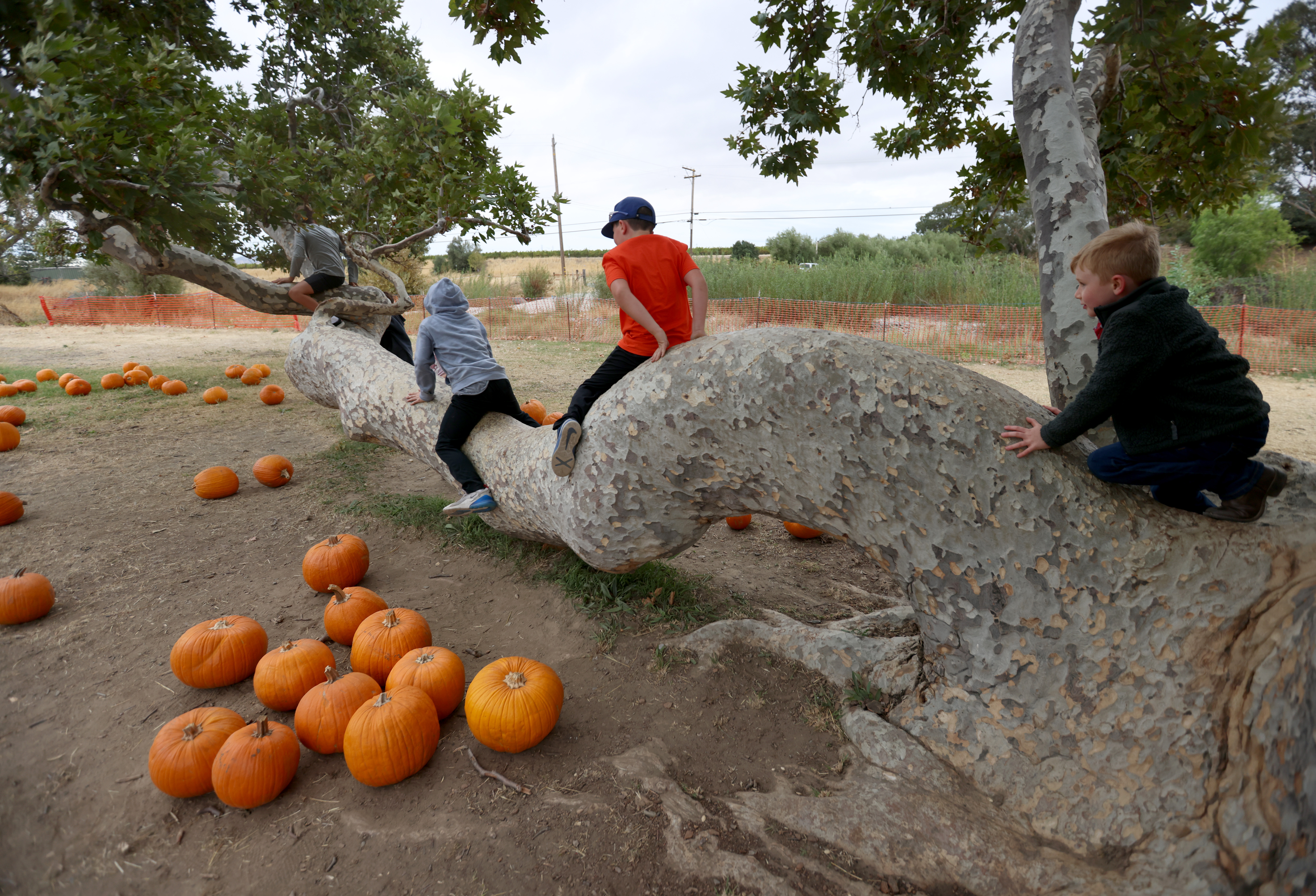 Kids play on a tree limb at Joan's Farm & Pumpkin Patch in Livermore, Calif., on Wednesday, Oct. 25, 2023. (Jane Tyska/Bay Area News Group)