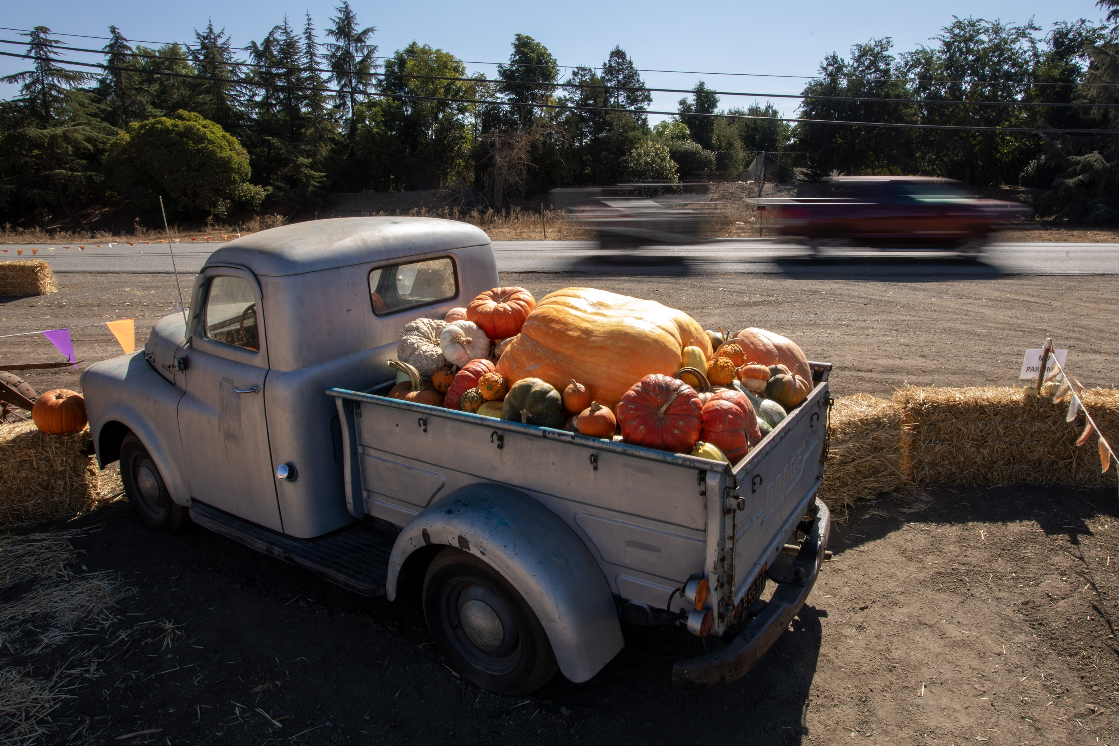 A vintage truck heavily-ladened with pumpkins parks alongside busy Fitzgerald Road at LJB Farms in San Martin, Calif., where the autumn harvest is in full swing. (Karl Mondon/Bay Area News Group)