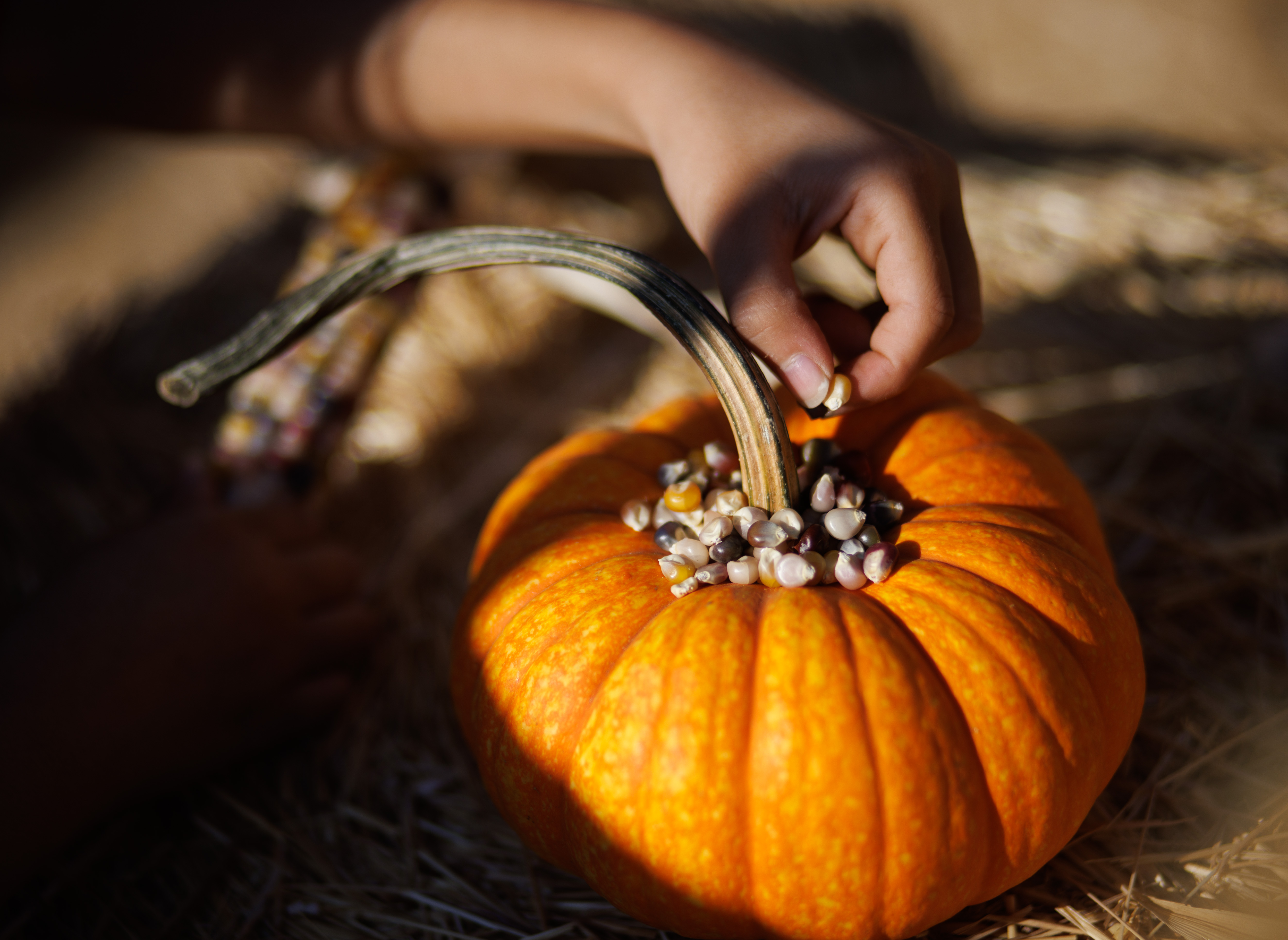 Juliette Pulido, 7, of Monte Sereno puts dried corn kernels on a pumpkin while playing with her friend at Queens Pumpkin Patch on Friday, Oct. 20, 2023, in Saratoga, Calif. Queens Pumpkin Patch offers various children's attractions including a corn maze, pumpkin slingshot, rock climbing, bumper boats and a petting zoo. They also offer free movie nights on Fridays. (Dai Sugano/Bay Area News Group)