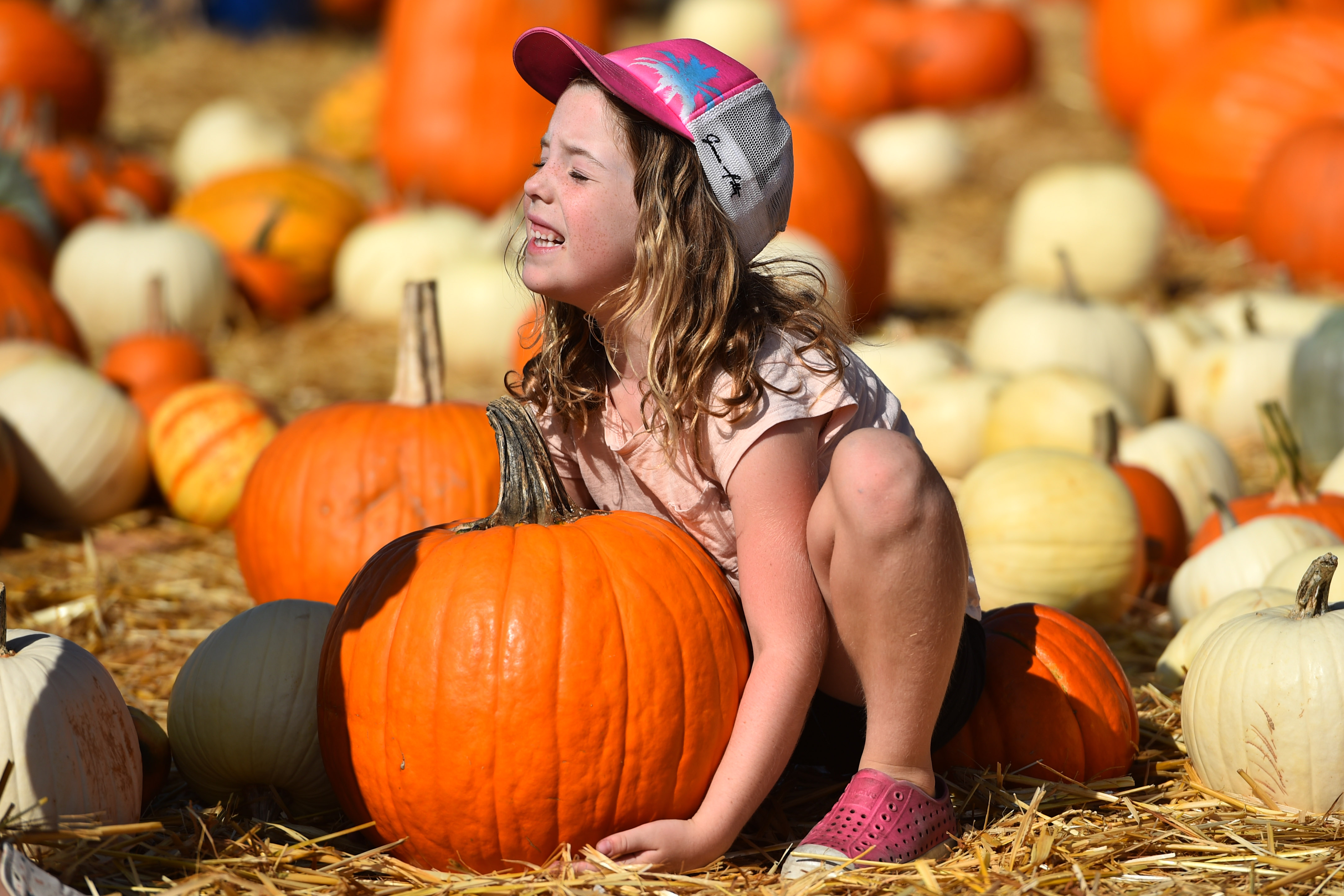 Molly Petreas, 7, of Oakland, grimaces as she attempts to lift a pumpkin at the Alameda Point Pumpkin Farm in Alameda, Calif., on Sunday, Oct. 15, 2023. Her mom told her if she can lift it she can bring it home. If not it stays there because she would have to carry it to school to decorate it for a class project. (Jose Carlos Fajardo/Bay Area News Group)