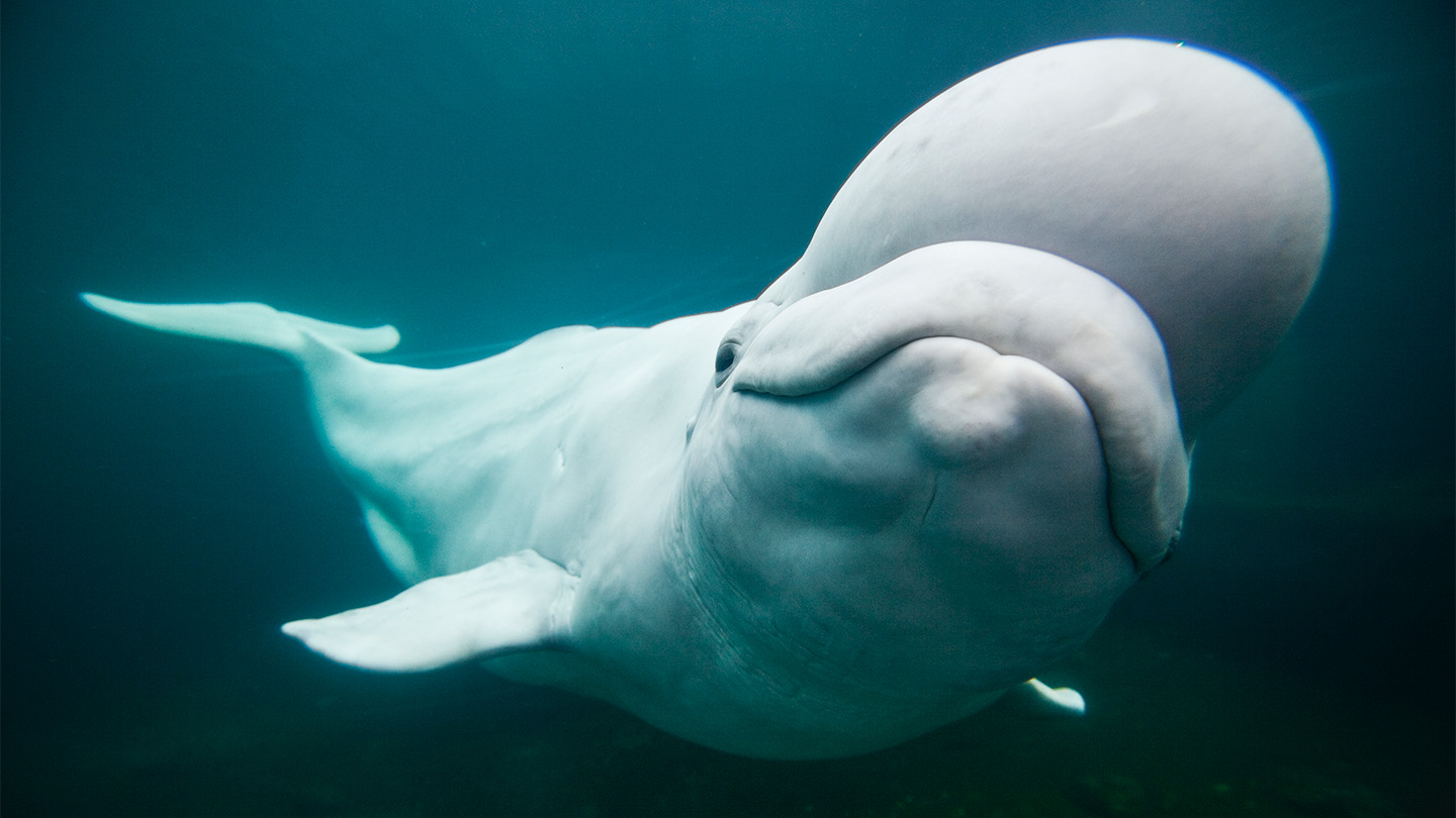 A beluga whale looks toward the camera, its forehead bulging out prominently