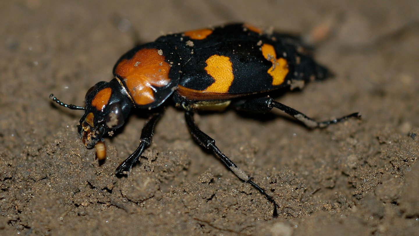 An orange and black beetle on soil