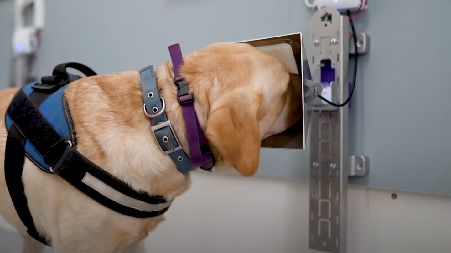 A yellow Labrador retriever wearing a black and blue harness sticks its nose into a silver contraption to smell a breath sample.