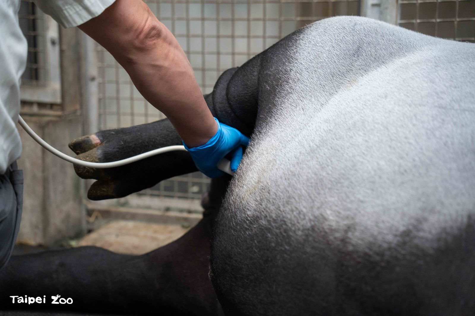 「貘莉」十分配合定期產檢 將腿抬起方便獸醫動作。（台北市立動物園提供）