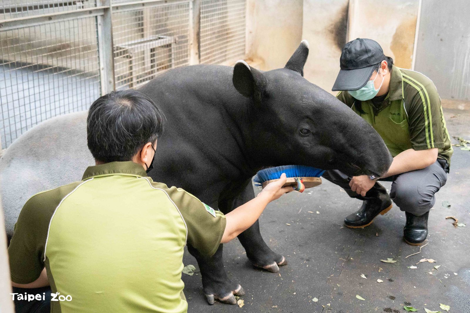 保育員用毛刷幫「貘莉」按摩 引導「貘莉」放鬆側躺 以利獸醫進行檢查。（台北市立動物園提供）