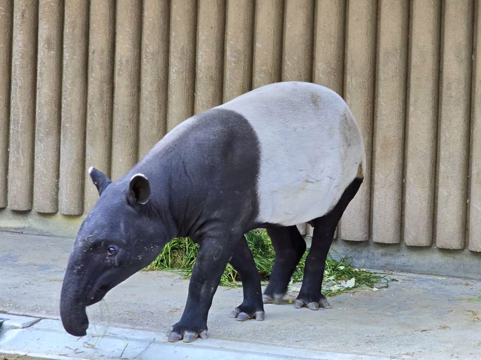 遠渡重洋入住日本「東山動植物園」的「貘豆」。（日本東山動植物園提供）