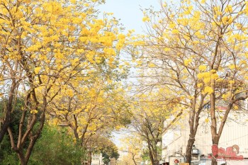 【台南賞花】赤崁東街上的黃花風鈴木花海隧道，春天就是要浪漫一下~