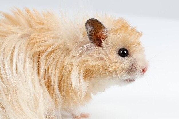 Teddy Bear Syrian Hamster