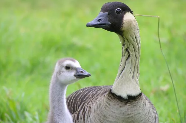 Nene gosling with parent at WWT Slimbridge Wetland Centre in Gloucestershire