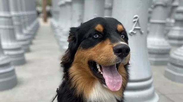 Miko is an Australian shepherd dog with a different tie for every day of the week