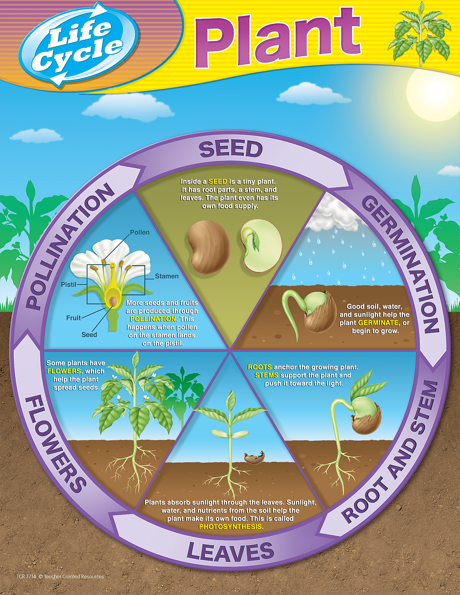 Get Plant Life Cycle Diagram PNG | Kunne Diagram