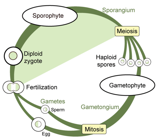 Variation in Plant Life Cycles | CK-12 Foundation