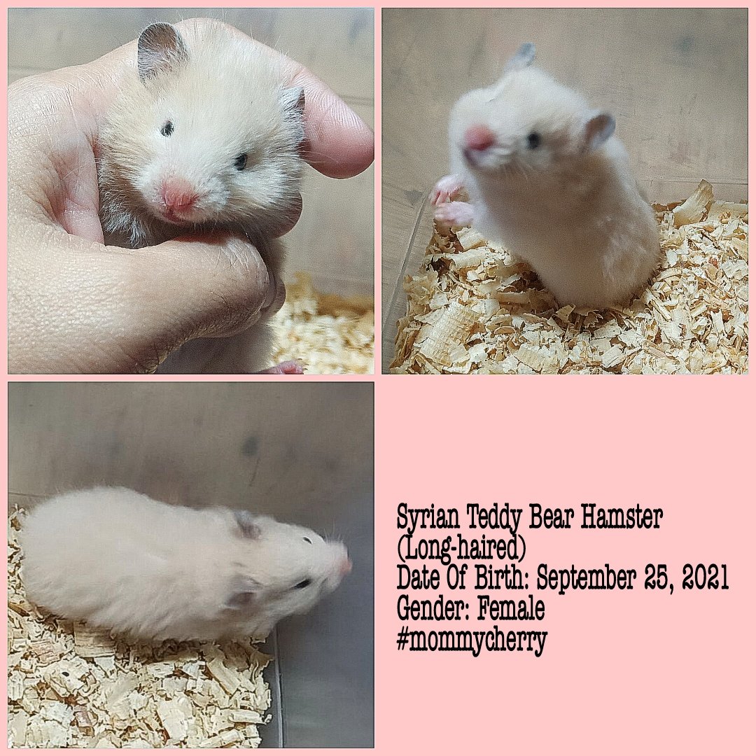 Teddy Bear Syrian Hamster