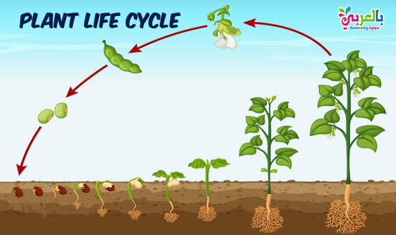 Plant Life Cycle Diagram For Kids - Science Posters ⋆ بالعربي نتعلم