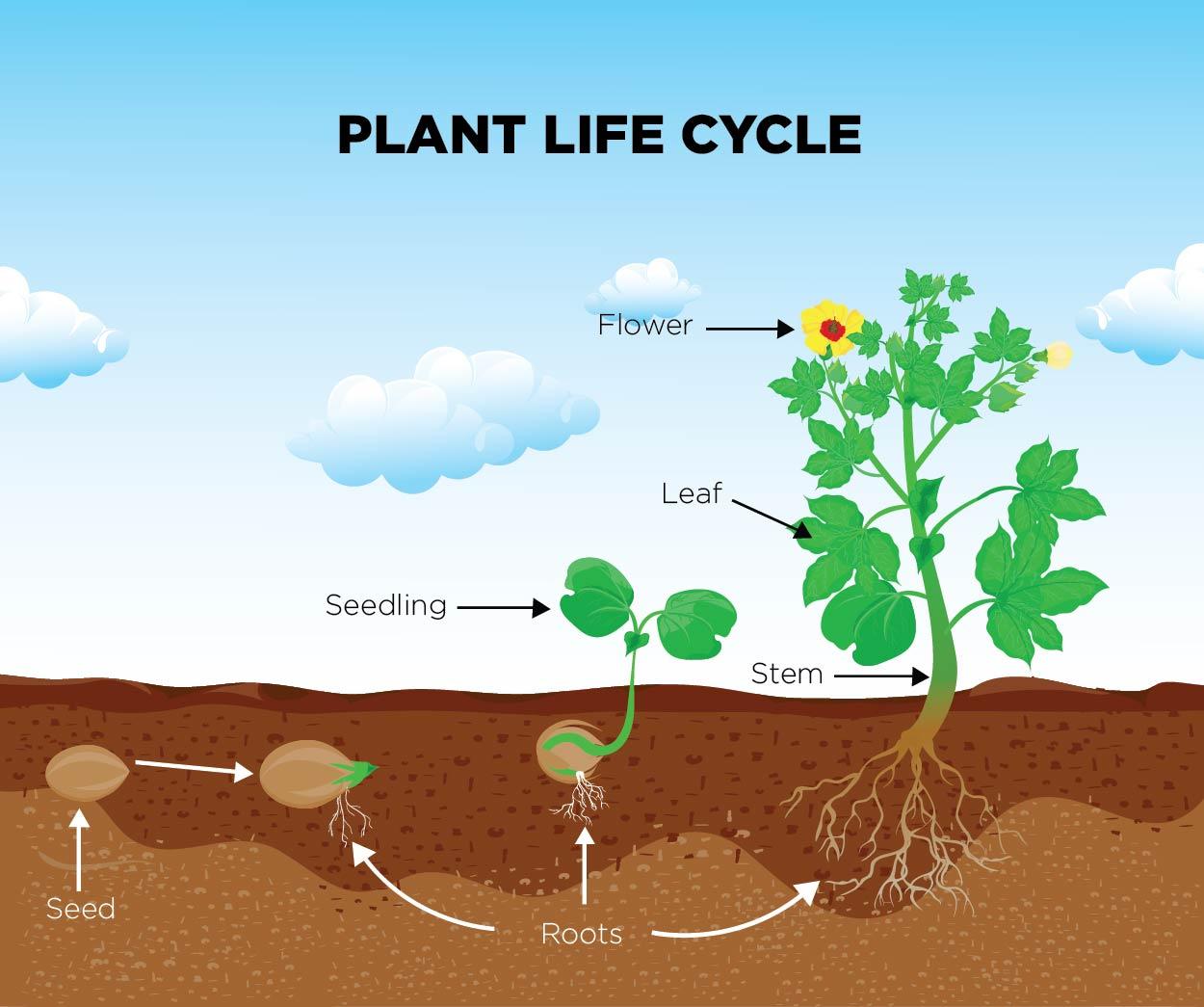 Life Cycle Of A Plant For Kids With Stages