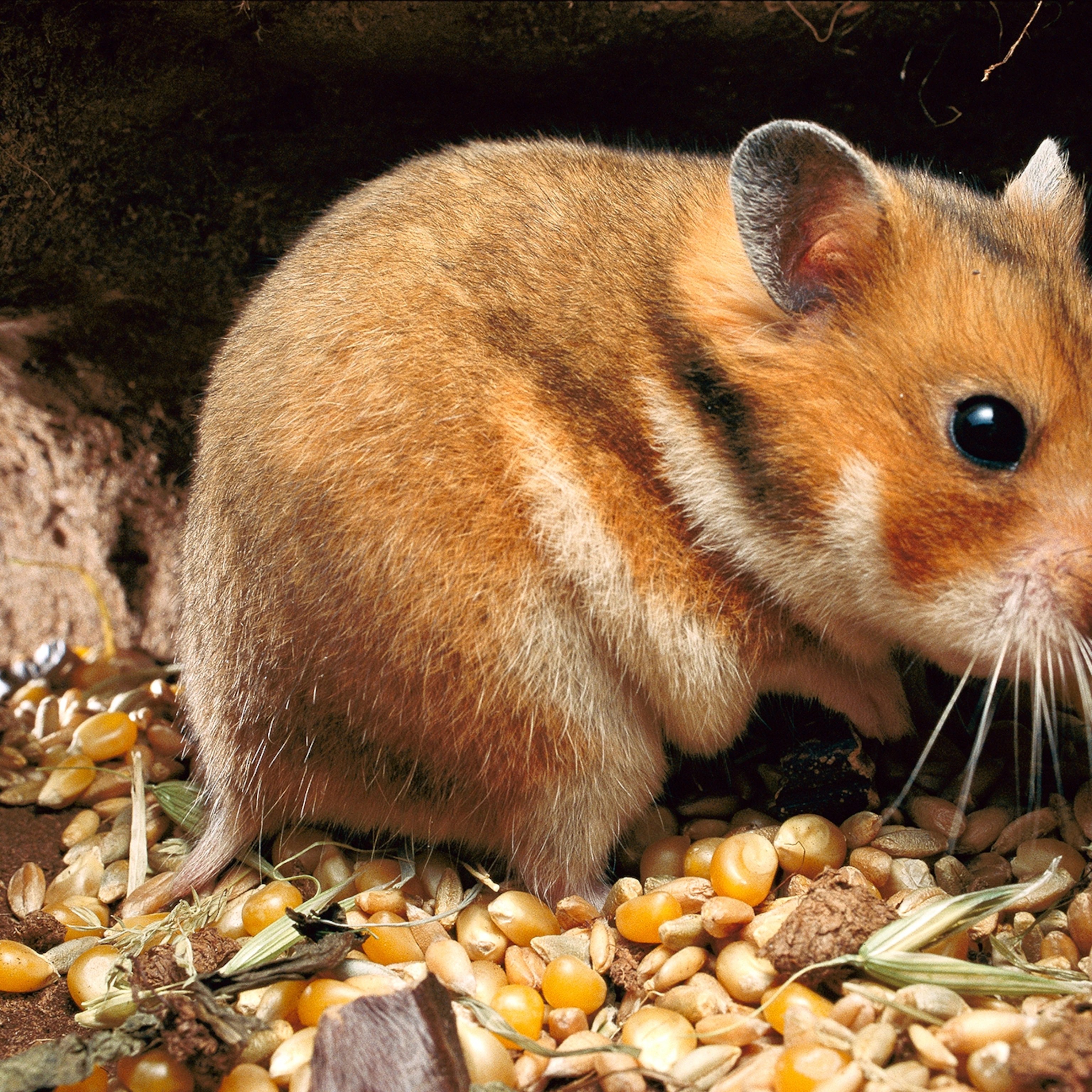 Teddy Bear Syrian Hamster