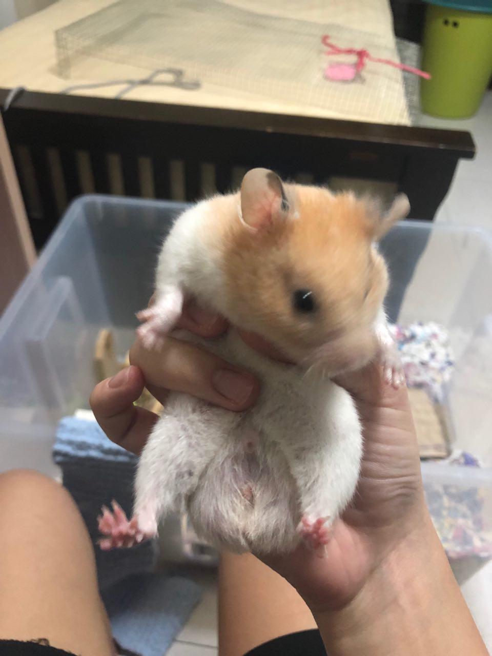 Teddy Bear Syrian Hamster