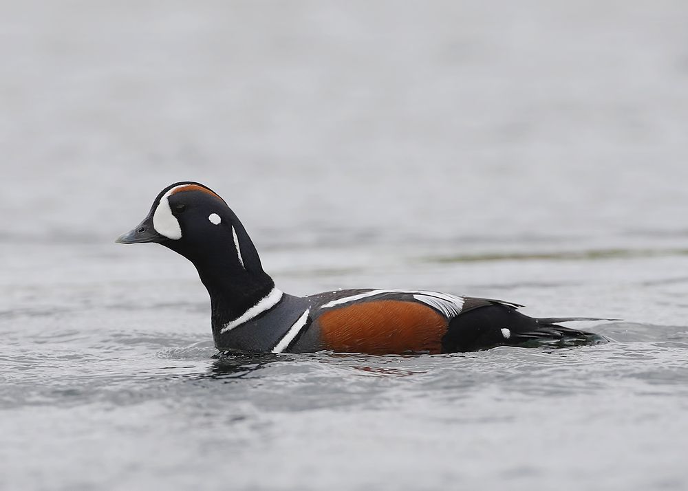 Harlequin Duck ~ Iceland - 29.06.14 | Birding the day away